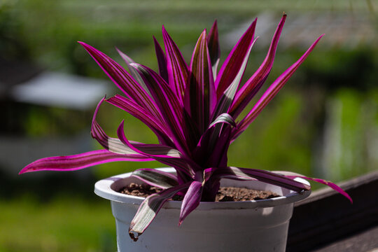 boat lily plant or Rhoeo spathacea plant in white plastic pot