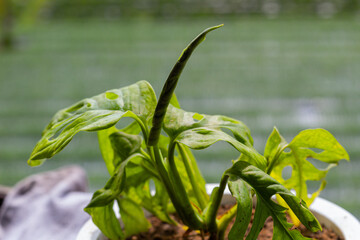 Monstera deliciosa plant or split leaf Philodendron or window leaf plant