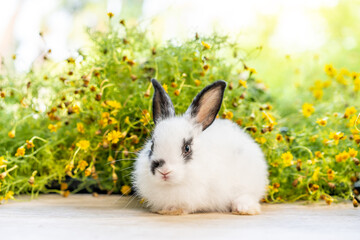 Healthy Lovely bunny easter fluffy white and black rabbit, new born baby rabbit on wood table with flower green background. Close - up of a rabbit. Symbol of easter day