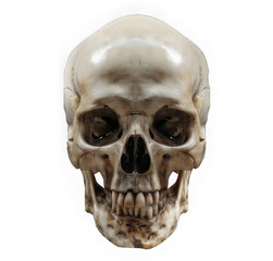 Obraz premium skull head, front view, transparent background, high resolution, high quality image.