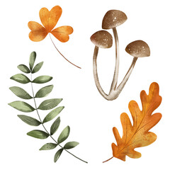 Autumn illustration with mushroom, leaves hand drawing, digital botanical watercolor design.