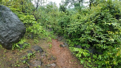 Muddy forest path with rain falling