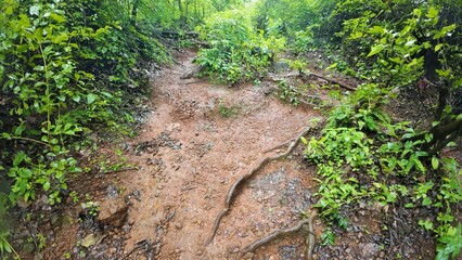 Fototapeta premium Muddy forest path with rain falling