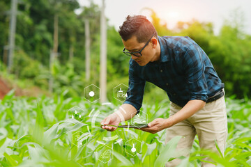 Businessman farmer uses tablet to view image of wheat plant in fertile soil