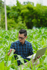 Businessman gardener using tablet Viewing potato plant picture of potato leaves in harvest season in fertile soil