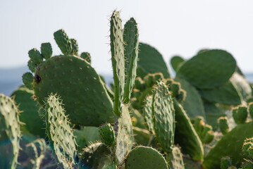 Close-up of a green prickly pear cactus plant in puglia, italy, against a blurred outdoor background.