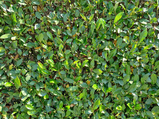 hedgerow full frame background