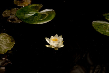 flower, lotus, water, lily, nature, pond, plant, flora, pink, waterlily, blossom, bloom, beauty,...