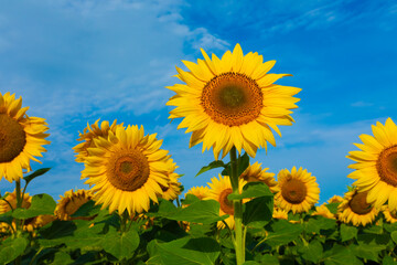 Agriculture. Sunflower cultivation in an agricultural field.