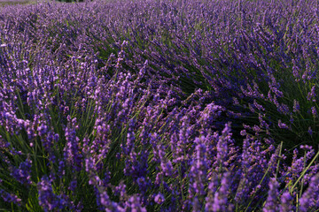 Fototapeta premium Lavender Bushes in Full Bloom Early Morning