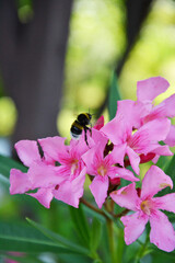  bumblebee bee on flower in home garden 