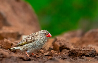 Non-breeding male Red-billed Quelea (Quelea quelea), Mkhombe hide, Zimanga Private Game Reserve.