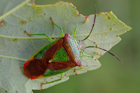 Wipfel-Stachelwanze - Acanthosoma haemorrhoidale