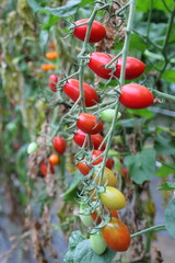 tomatoes on the vine