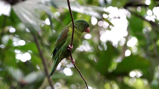 Laurel, on nov. 30, 2018, Wounaan indigenous community located about 250 km from the capital city of Panama, in the Dari&eacute;n jungle on the banks of the Lara river.