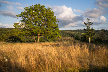 Fototapeta premium Landschaftspark Loreley, Juli 2024