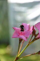  bumblebee bee on flower in home garden 