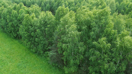trees in the woods aerial view from the side