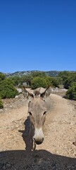 Esel auf Sardinien