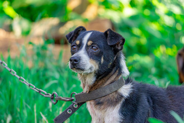 A small tricolor dog with a sad face, a sad animal chained to a kennel in the countryside. The dog's freedom was taken away © Adam