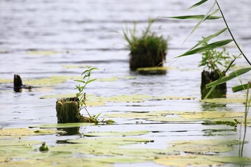 Tree stumps and plants reflected in calm water with lily pads and reeds