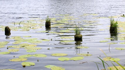 Tree stumps and plants reflected in calm water with lily pads and reeds