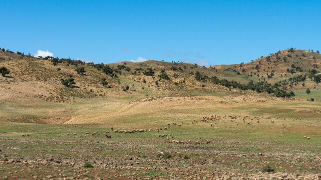 Sheep in the pasture guarded by shepherds, Morocco