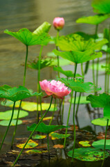 pink lotus flower