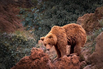 Brown bear climbing on grassy rock