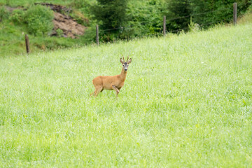 Rehbock im Feld