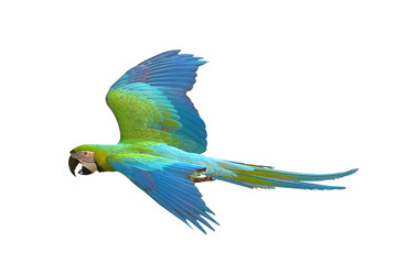 Colorful flying Buff Gold​ Macaw parrot isolated on transparent background png file