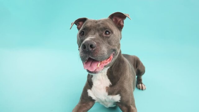 American Pitbull Terrier lying in blue background studio with copy space