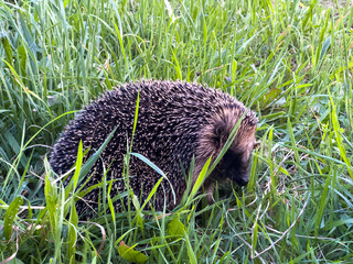hedgehog in the grass