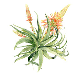 watercolor aloe rosette with an open flower