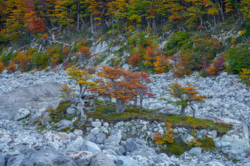 Patagonia landscape in autumn (Los Glaciares National Park)