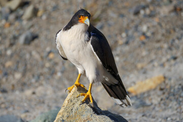 White-throated caracara (Phalcoboenus albogularis) in Los Glaciares National Park