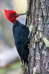Patagonian woodpecker in the wild