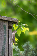 bird house on a tree