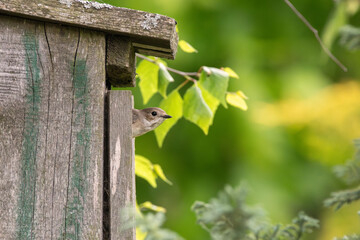 bird house on a branch