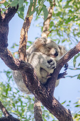 Cute koala bear resting on eucalyptus tree in its natural habitat on Magnetic Island, Queensland, Australia. The island is a holiday destination 8 km offshore of Townsville.