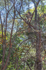 Cute koala bear resting on eucalyptus tree in its natural habitat on Magnetic Island, Queensland, Australia. The island is a holiday destination 8 km offshore of Townsville.