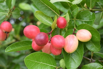 Mango yawning lime is a dark reddish pink fruit.  Fruit with medicinal properties.
