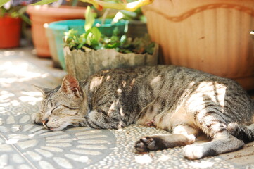 A portrait of grey domestic cat sleeping in the garden during the afternoon