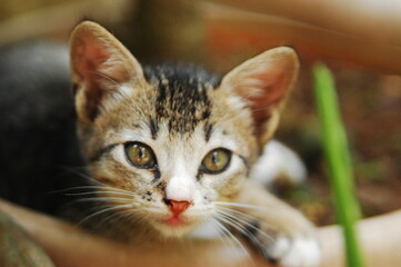 A portrait of cute grey domestic male kitten in the garden