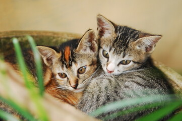 Domestic brown kitten and grey kitten are snuggling inside the plant pot in the garden. They are siblings.