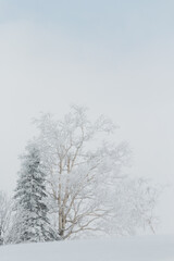 Snow covered trees in a snowy winter landscape, Hokkaido, Japan