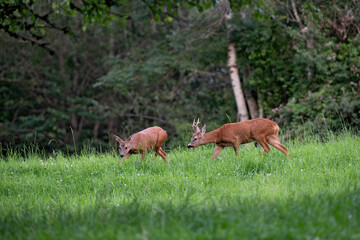 Chevreuil (Capreolus capreolus) rut du chevreuil, jeux amoureux, poursuite d'une chevrette. Alpes. France