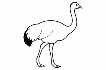 An Emu bird vector illustration