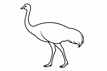 An Emu bird vector illustration