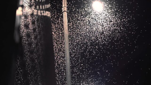 A large flock of moths is circling in the night near a glowing lantern. Shooting a natural phenomenon at night
